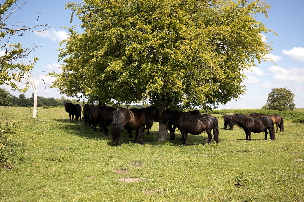 dintelse gorzen natuurgebied natuur natuurmonumenten schotse hooglanders brabant de heen landschap hdr